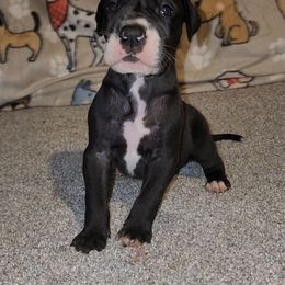 Eileen - Mantle female Great Dane puppy in Walker, Louisiana from La Rebel Danes