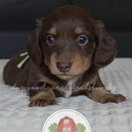 Choco and Tan 2350 - Black and tan male Dachshund puppy in Texarkana, Arkansas from Dogwood Acre Dachshunds