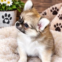 Rocket.      4800 - Fawn and white male Chihuahua puppy in Tecumseh, Oklahoma from Callie’s Happy Chihuahuas, Callie’s Happy Treasures LLC