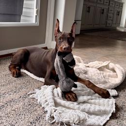 Doberman Pinscher Puppies from Gold Star Canines