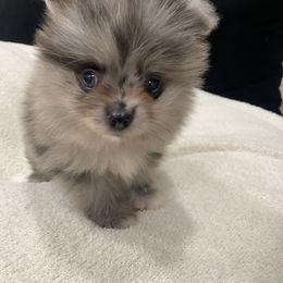 Bulldog and Pomeranian Puppies from Pawsh Poms