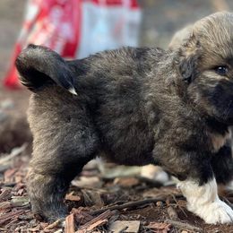 Girl 4 - Caucasian Shepherd Dog puppy in Kapolei, Hawaii from Yiski-Hati Kennel