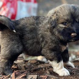 Girl 4 - Caucasian Shepherd Dog puppy in Kapolei, Hawaii from Yiski-Hati Kennel