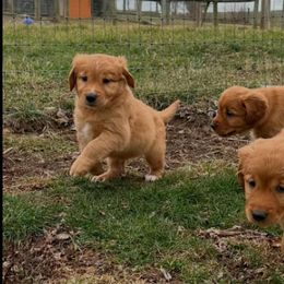 Golden Retrievers from STAT: Service Therapy Alert Training