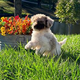Willow - Brown merle female Aussiedoodle puppy in Taylor, Missouri from Pawsitively Doodles