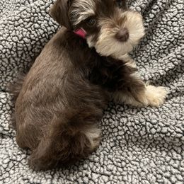 Miniature Schnauzer Puppies from Virgil Farms
