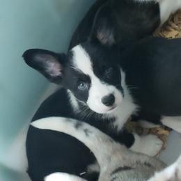 Cam-o - Black and white male Cardigan Welsh Corgi puppy in Myton, Utah from Cardigan Corgi Cuties 💓