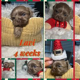 Lavi - Lilac male Shih Tzu puppy in Coolidge, Arizona from Shih Tzu’s  ‘N’ Love