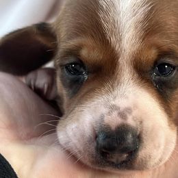 Dachshunds from Daschund Pups