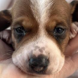 Dachshunds from Daschund Pups