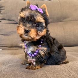 Minnie - Black and tan female Yorkshire Terrier puppy in Georgia from Nalley Kennels