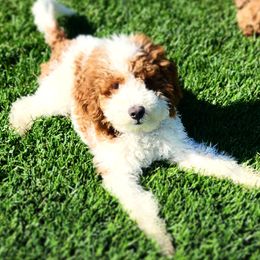 Peter - Poodle