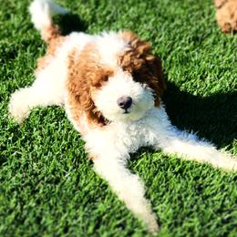 Peter - Poodle
