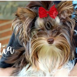 Lydia - Yorkshire Terrier