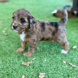 Pebble - Merle female Bernedoodle puppy in Royse City, Texas from Platinum Bernedoodles of Texas