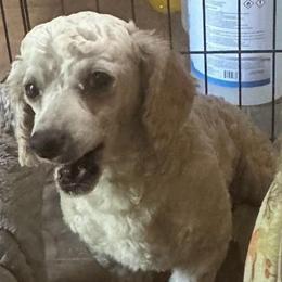 Mickey - Poodle