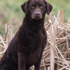 Cuda - Chesapeake Bay Retriever