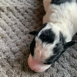 Blaze - Parti male Poodle puppy in Haddam, Kansas from Golden B Acres