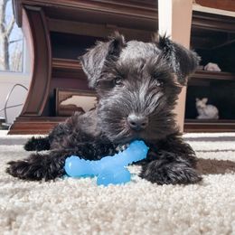 Miniature Schnauzer Puppies from Southpaw Schnauzers