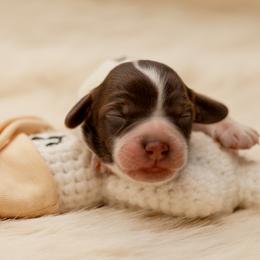 Fig - Chocolate male Australian Labradoodle puppy in Redding, California from Shasta Royal Monroe Puppies