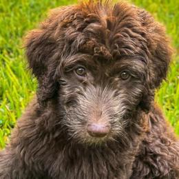Angelica - Chocolate female Goldendoodle puppy in Tybee Island, Georgia from Castaway Doodles