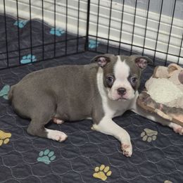 Rachel - Blue female Boston Terrier puppy in Orange, Texas from Emerald Moon Bostons