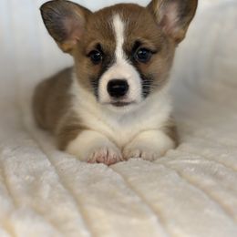 Girl 3 - Sable female Pembroke Welsh Corgi puppy in Surprise, Arizona from Ruff and Rowdy Corgis