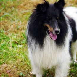 Zoey - Shetland Sheepdog