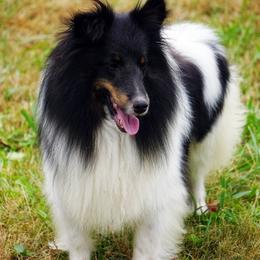 Zoey - Shetland Sheepdog