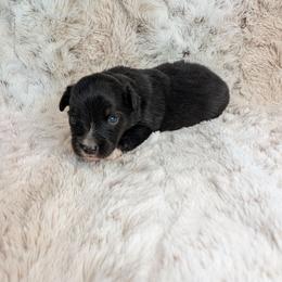 Zeus - Black tri male Miniature Australian Shepherd puppy in Bend, Oregon from Wonderland Aussies