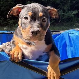 Bear - Black tri-color female American Bully puppy in Tallahassee, Florida from Alpha Street Bully Kennels
