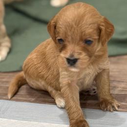 Ava - Red  female Goldendoodle puppy in Ambrose, Georgia from Brandilyn's Aussies