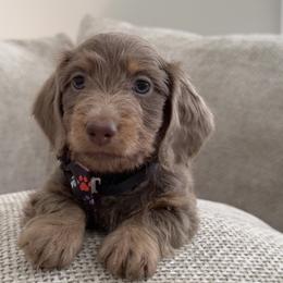 Dachshund Puppies from Chivi Paws