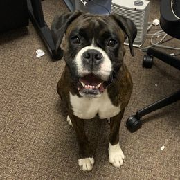 Zoe - Boxer