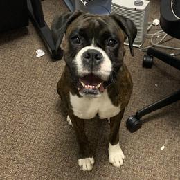Zoe - Boxer