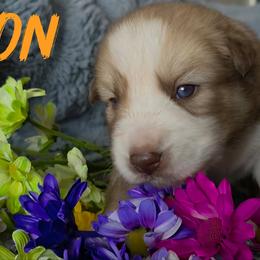 Jason - Red and white male Siberian Husky puppy in Spring Hill, Florida from Whitmore Wolfpack LLC