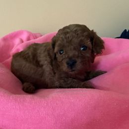 Ruby - Red  female Poodle puppy in Weston, Florida from Miami Toy Poodles