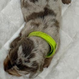 Green collar - Fawn (isabella) and tan male Dachshund puppy in Yorktown, Texas from Krista's Fur Babies