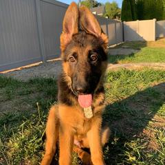 German Shepherd Puppies from Crystal Squires' German Shepherds