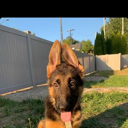German Shepherd Puppies from Crystal Squires' German Shepherds