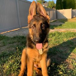 German Shepherd Puppies from Crystal Squires' German Shepherds