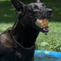 Remi - Dutch Shepherd