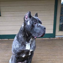 Evie - Cane Corso
