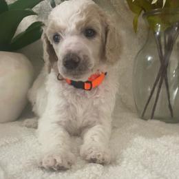 Percy - Parti male Poodle puppy in Randallstown, Maryland from Parson Standards