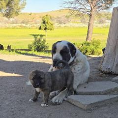 Girl 4 - Gray female Armenian Gampr puppy in Neenach, California from The Mustangs Ranch