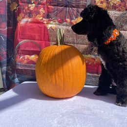 Poodle Puppies from Abbott Standard Poodles