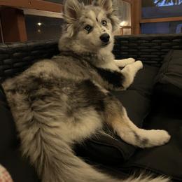 Pomsky Puppies from Pomsky Pack & Co