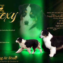 Big Sexy - Black tri male Miniature Australian Shepherd puppy in Joshua, Texas from Double M Toy and Mini Aussies