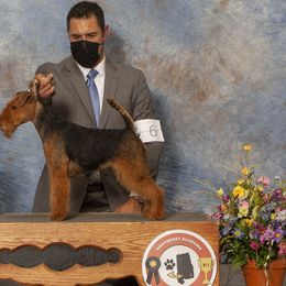 Bertie - Welsh Terrier