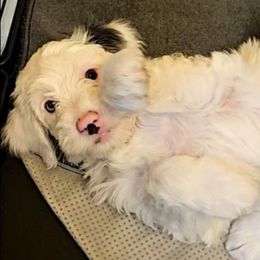 Milky Way - White female Bernedoodle puppy in Lancaster, Pennsylvania from NLB Mini Bernedoodles